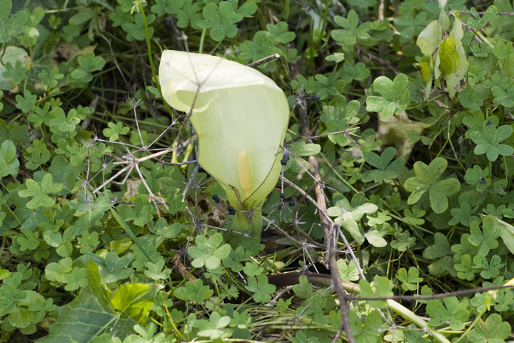 Arum italicum